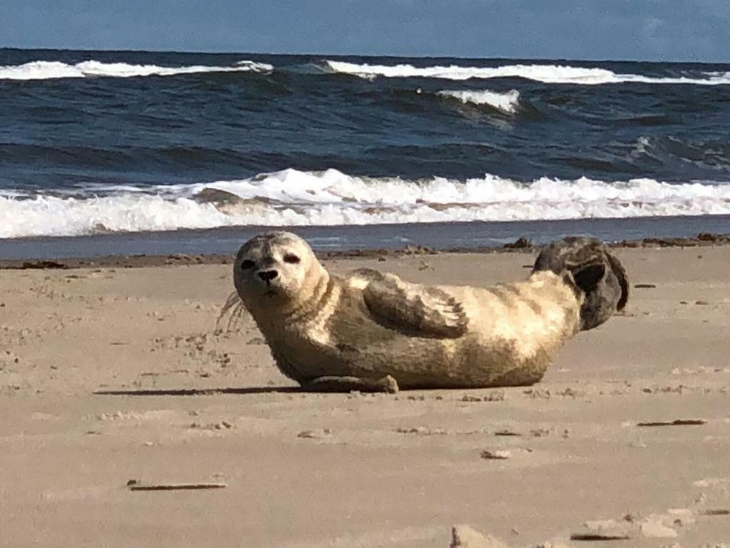 Meerzeit Norderney Zewnętrze zdjęcie